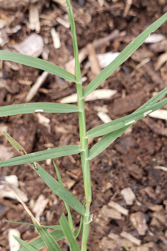 Green leaves on bermudagrass in soil.