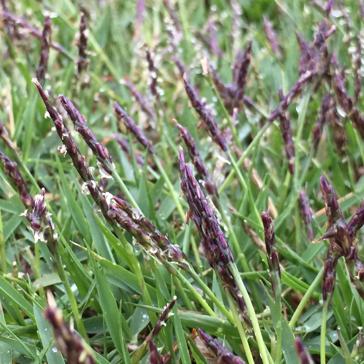 Green leaves with purple zoysia japonica seed heads peaking out the top.