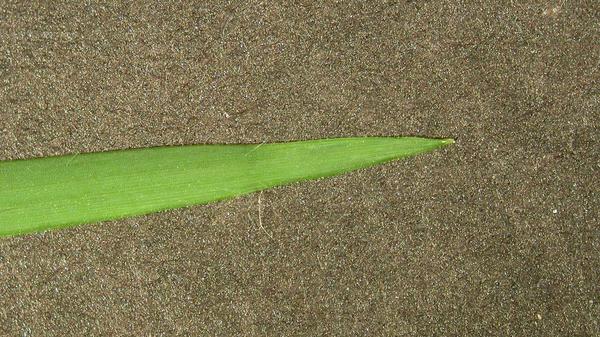One giant green zoysiagrass leaf blade.