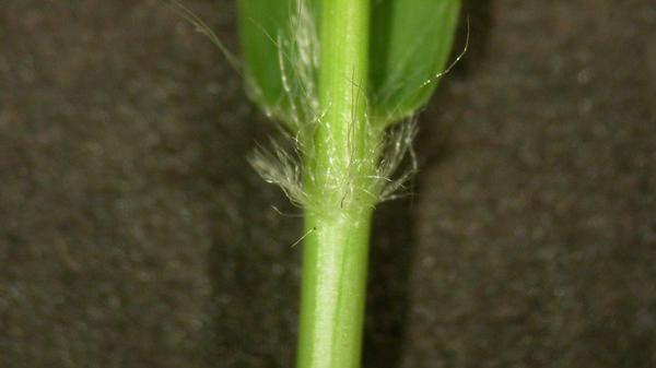 The green stem of a zoysiagrass demonstrating the sheath.