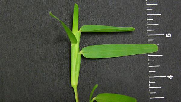 A small green St. Augustinegrass seedling with several narrow leaves branching from a pale stem that is laid flat against a dark background. A ruler beside it shows the plant is only a few inches long, with the leaves extending outward like thin blades.