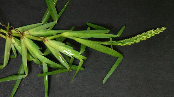 A green sprouted St. Augustinegrass root with leaves.