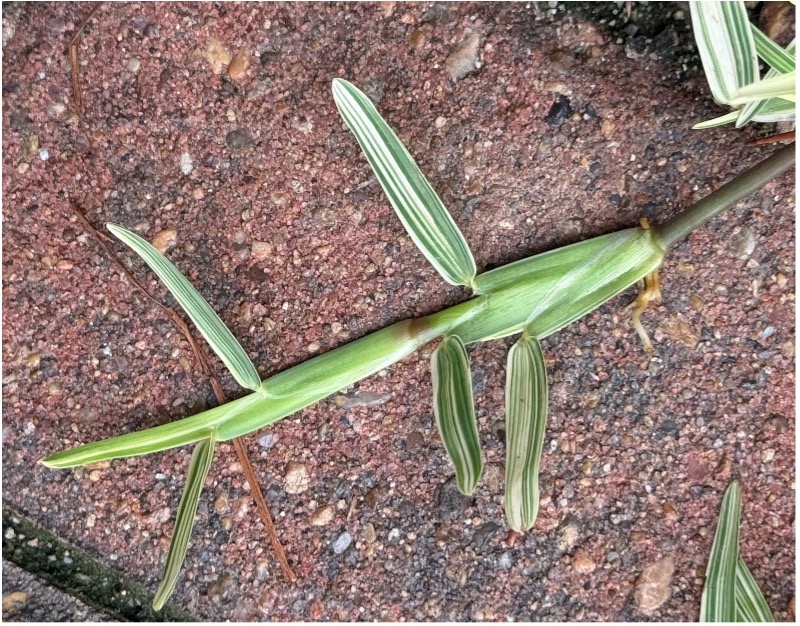 St. Augustinegrass root that has a light green and dark green pattern on the leaves.