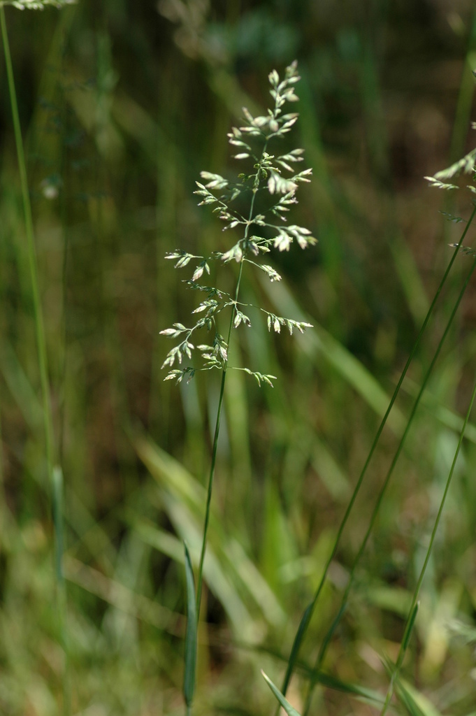 A green sprouting seed head of Kentucky bluegrass.