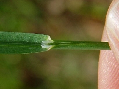 Dark green leaf to show the ligule on Kentucky bluegrass.