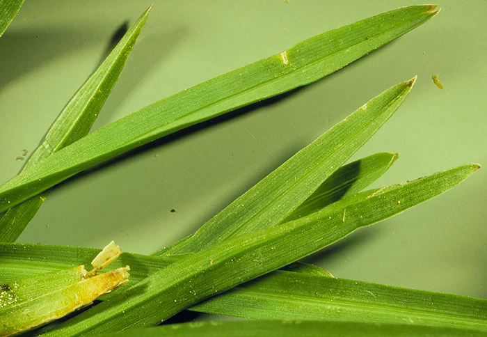 The green leaves of Kentucky bluegrass showing the boat-shaped leaves.