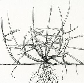 A drawing of the plant structure of a tall fescue plant, showing the roots in the ground, the stems and the leaves.