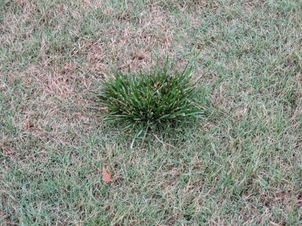 Dark green clump of tall fescue that is nestled within green bermudagrass.