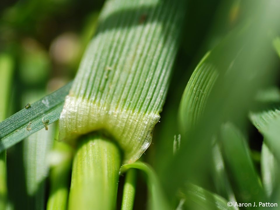 The green collar on tall fescue surrounded by leaves.