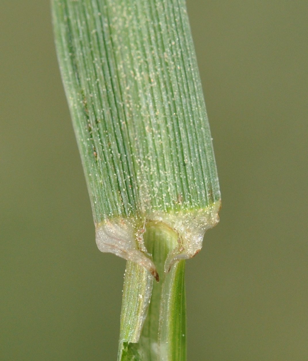 The light green stem of perennial ryegrass showing the broad and divided collar.