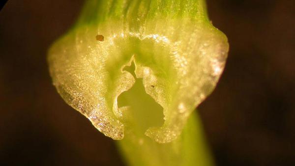 Yellowish-green auricle of perennial ryegrass.