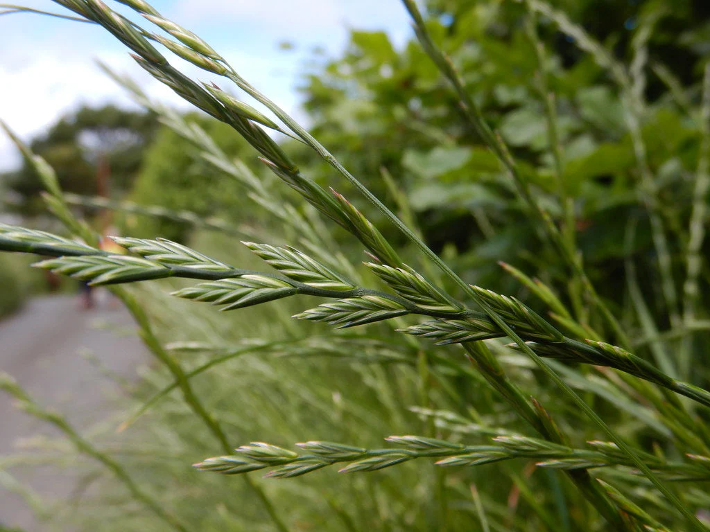 Several slender green perennial ryegrass flowers, with rows of small, tightly packed spikelets along each stem on a grassy roadside.