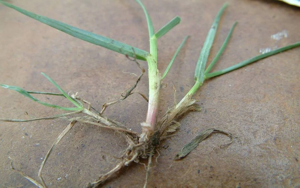 A stalk of perennial ryegrass that is red at its base right above the roots.