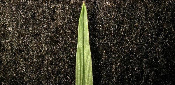A green leaf tip of the perennial ryegrass sitting on top of soil.