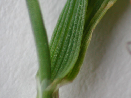 A green stem on a napkin that shows the distinctly ridged surface of creeping bentgrass.