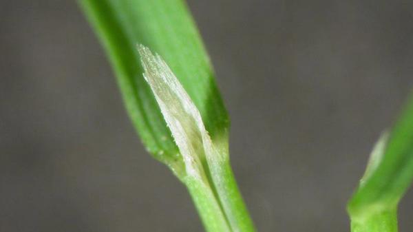 The top part of the stem on creeping bentgrass showing its ligule.