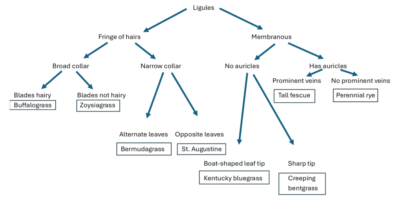 Flowchart showing a dichotomous key for identifying turfgrasses using ligules, collars, auricles, leaf hairs, leaf tips and veins, leading to buffalograss, bermudagrass, St. Augustinegrass, zoysiagrass, Kentucky bluegrass, creeping bentgrass, tall fescue and perennial ryegrass.