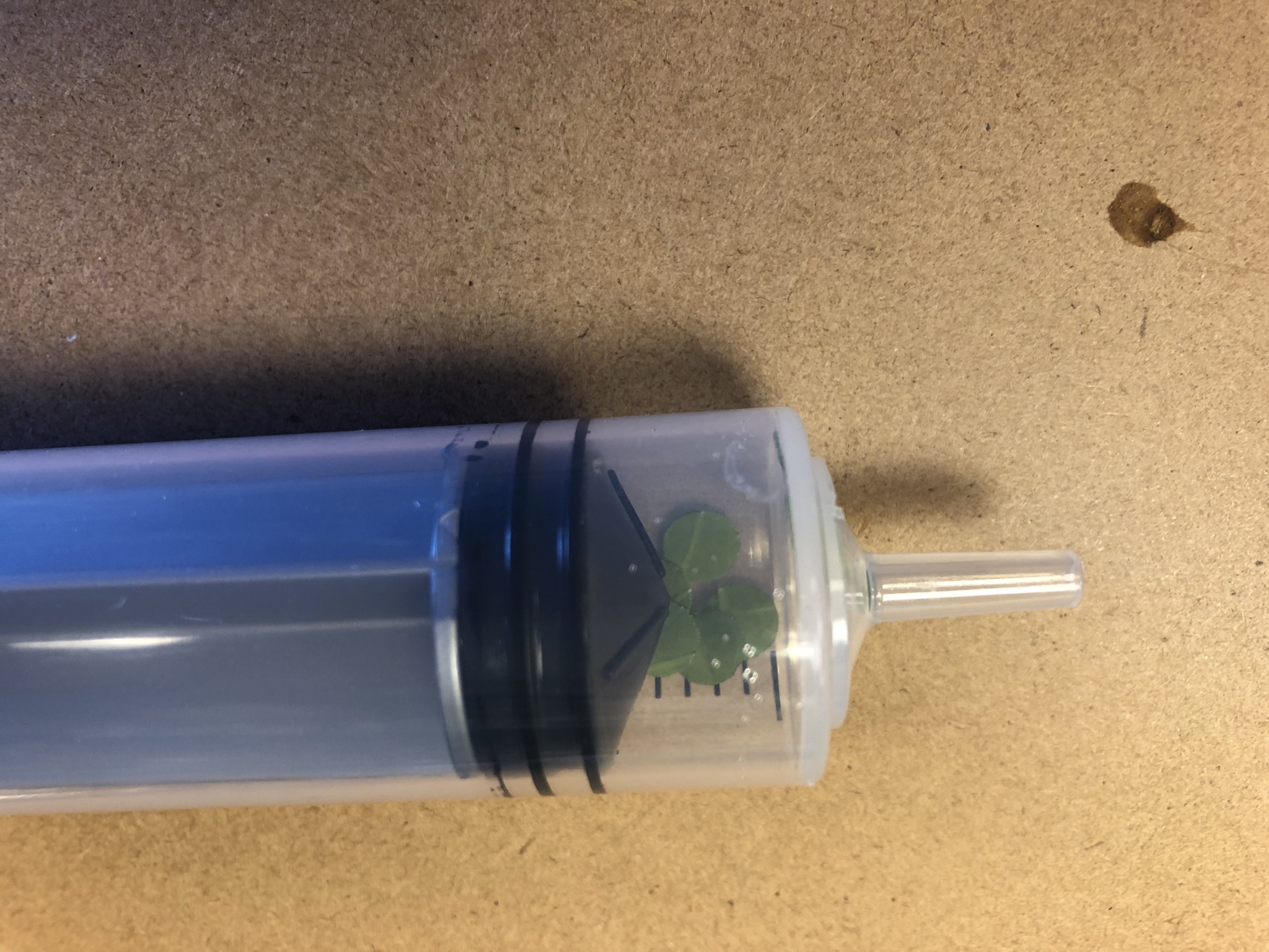The disks of the hole-punched leaves inside of the syringe.