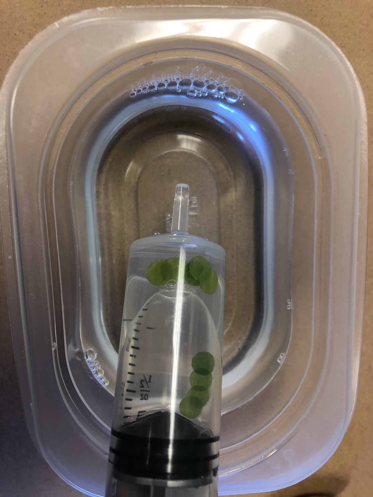 The syringe with the disks of the hole-punched leaves as the syringe pulls baking soda and soap solution into the syringe.