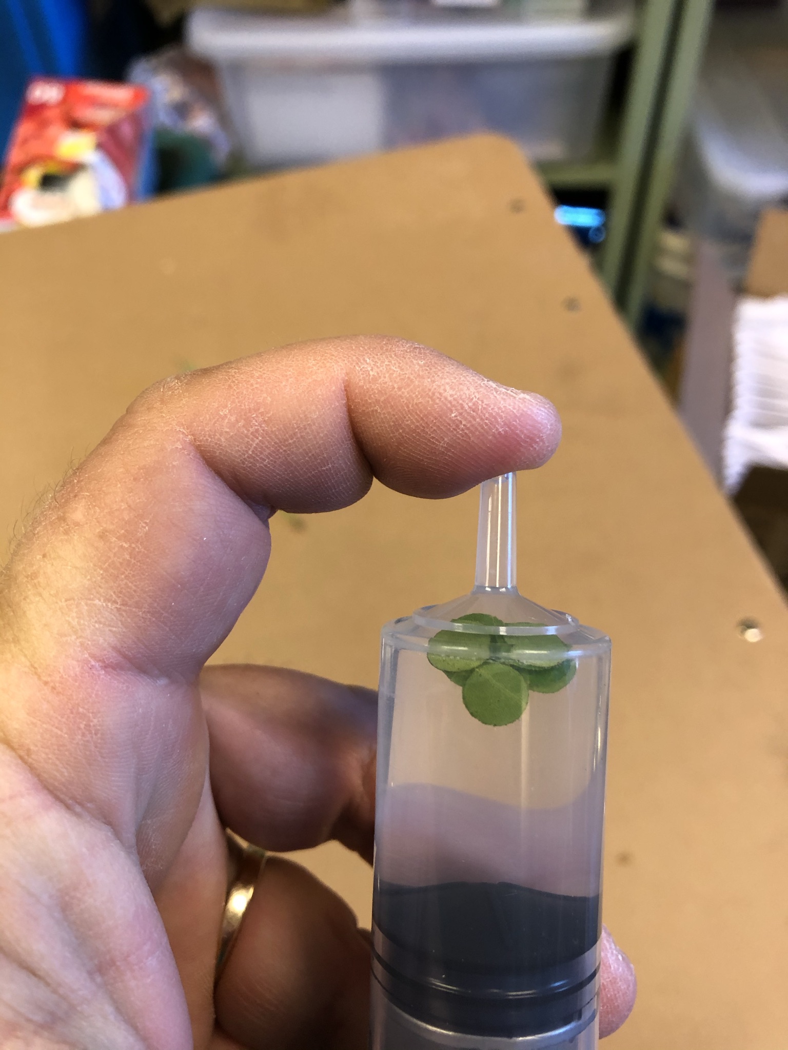 A person holding their finger over the tip of the syringe filled with solution and the disks from the hole-punched leaves.