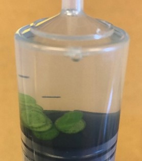 The top of the syringe filled with liquid solution and the leaf disks crowding the bottom of the syringe.