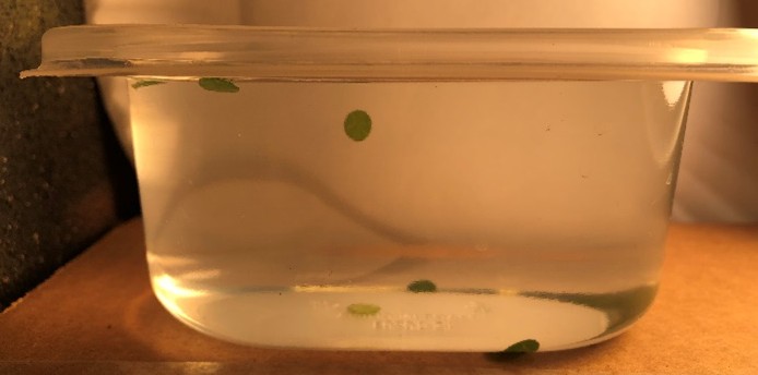 The leaf disks floating in baking soda and soap solution.