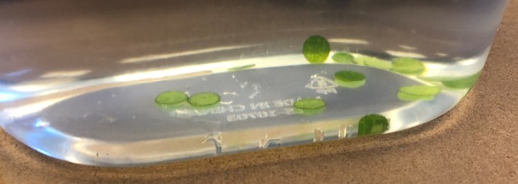 The green leaf disks sunken to the bottom of the soap and baking soda solution.