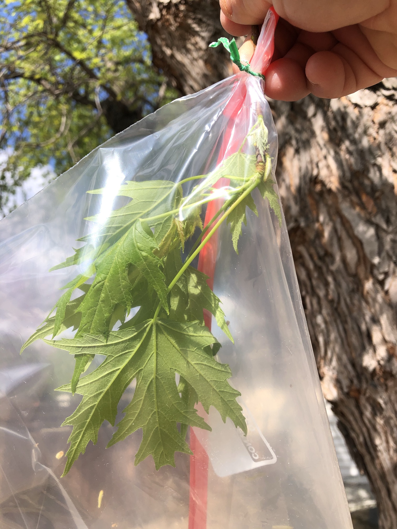 A green plant in a plastic bag with a tie on top.