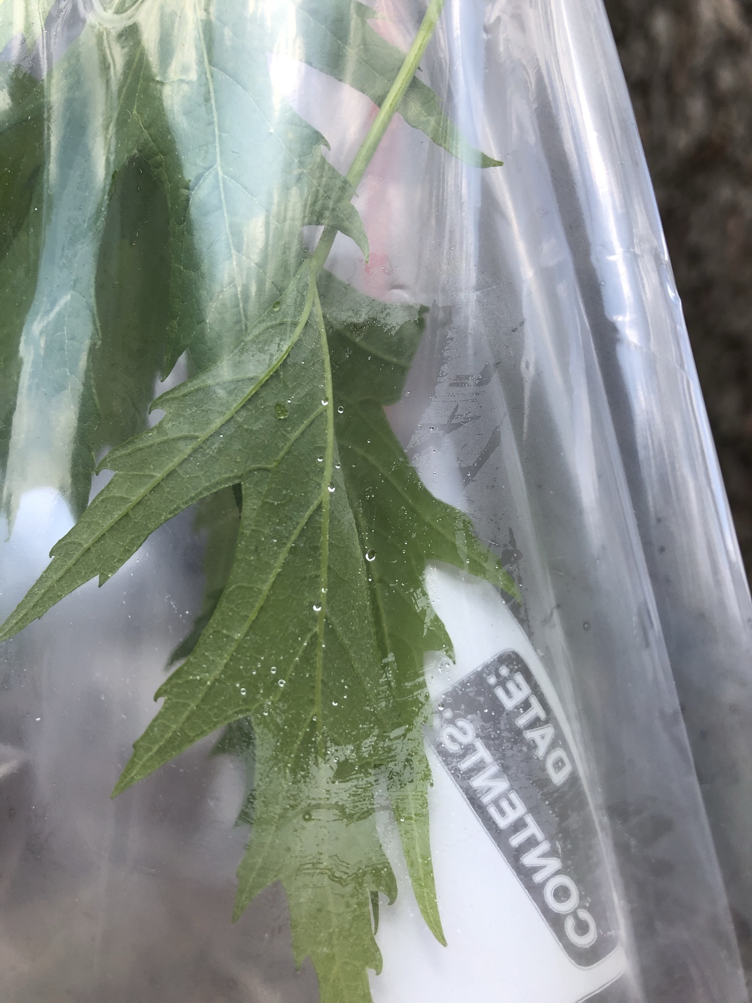 A green plant in a plastic bag with small signs of condensation.