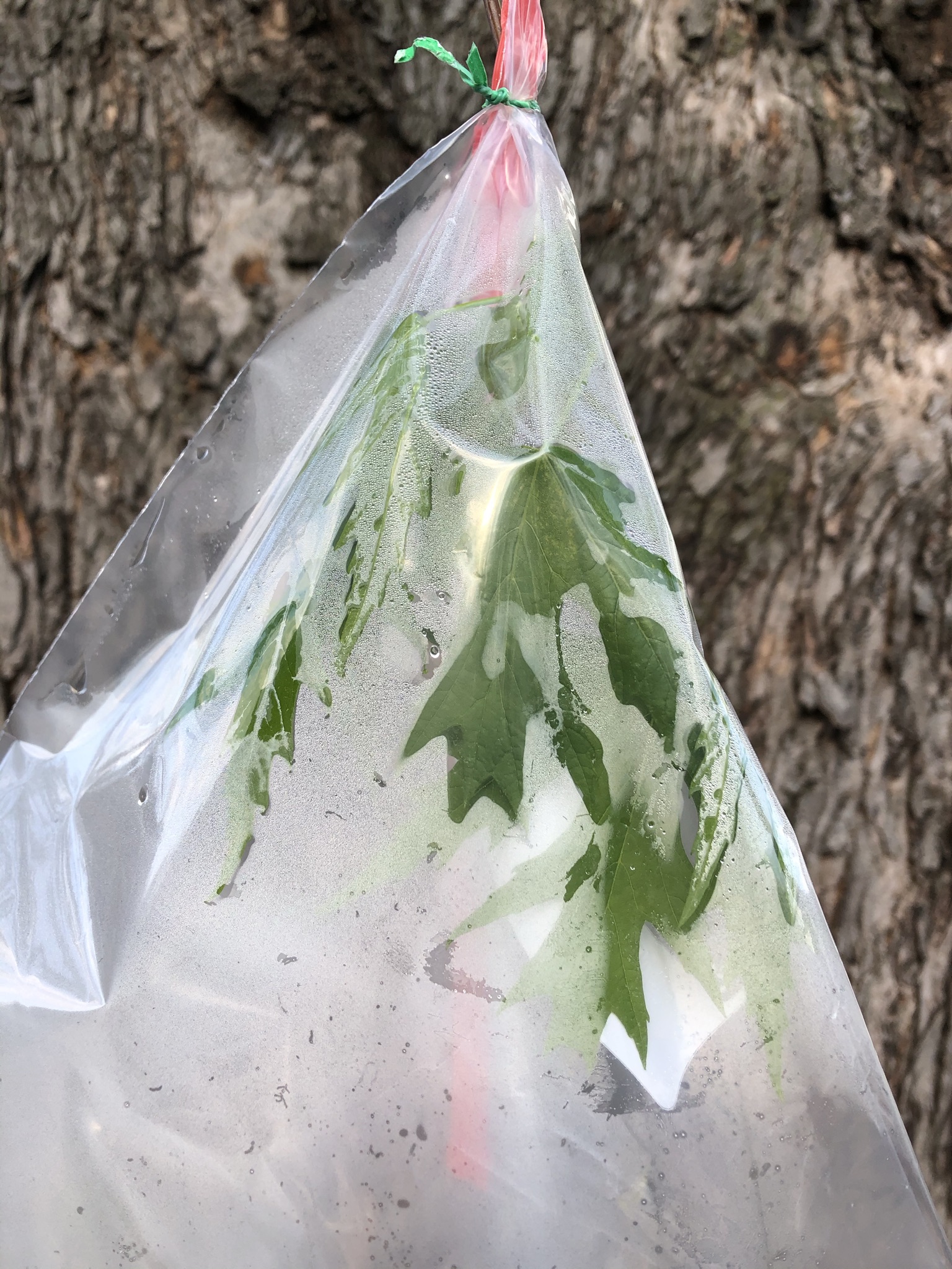 A green plant in a plastic bag with a tie on top as more condensation builds.