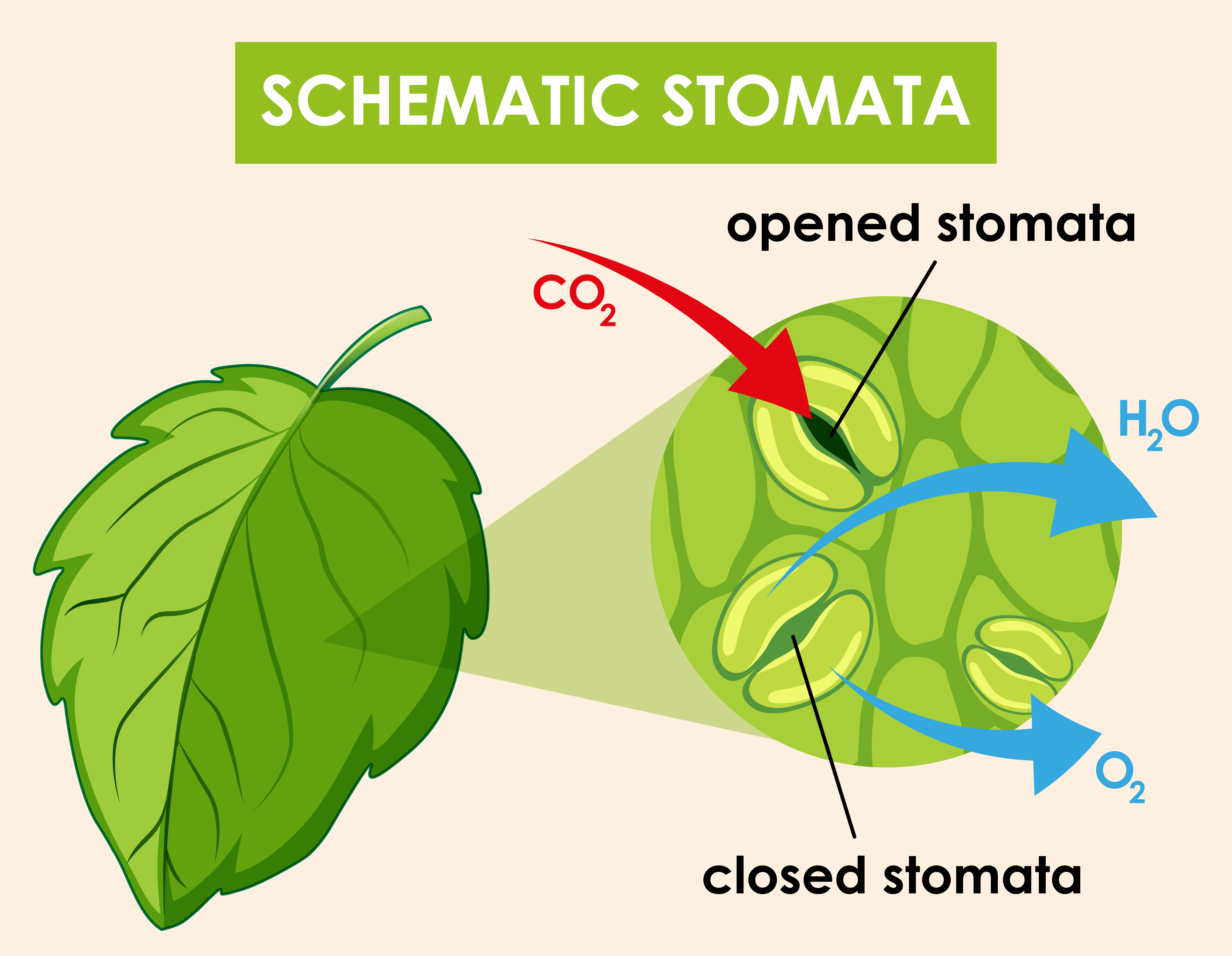An example of what a schematic stomata looks like, the difference between opened stomata and closed stomata. 