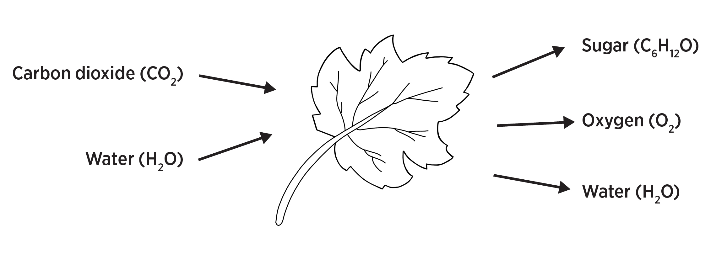A drawing of a leaf that visualizes the photosynthesis process with arrows pointing to where Carbon dioxide (CO2), Water (H20), Sugar (C6H120), Oxygen (02) and Water (H20) happens.