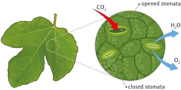 A drawing of two green leaves showing the opened stomata and closed stomata, where H20 is released and where CO2 enters.