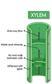 A diagram of xylem with grey arrows pointing upwards, showing where the xylem is stiffened with lignin, no end walls between cells, water and minerals and one way flow.