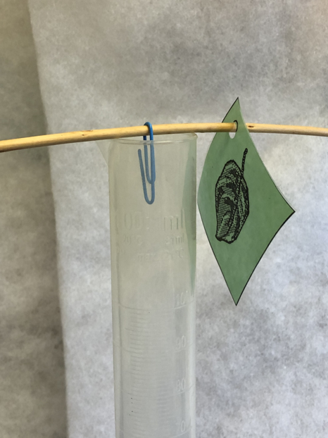 A set up for the Plant Game involving a drawing of a leaf on a square piece of paper, a paper clip and a plastic cylinder.