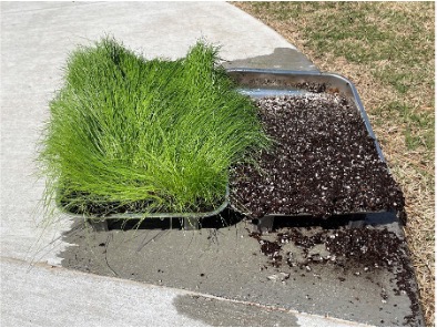 Two baking pans sitting on concrete. The left baking pan has planted grass inside of it and the right baking pan has potting mix inside of it.