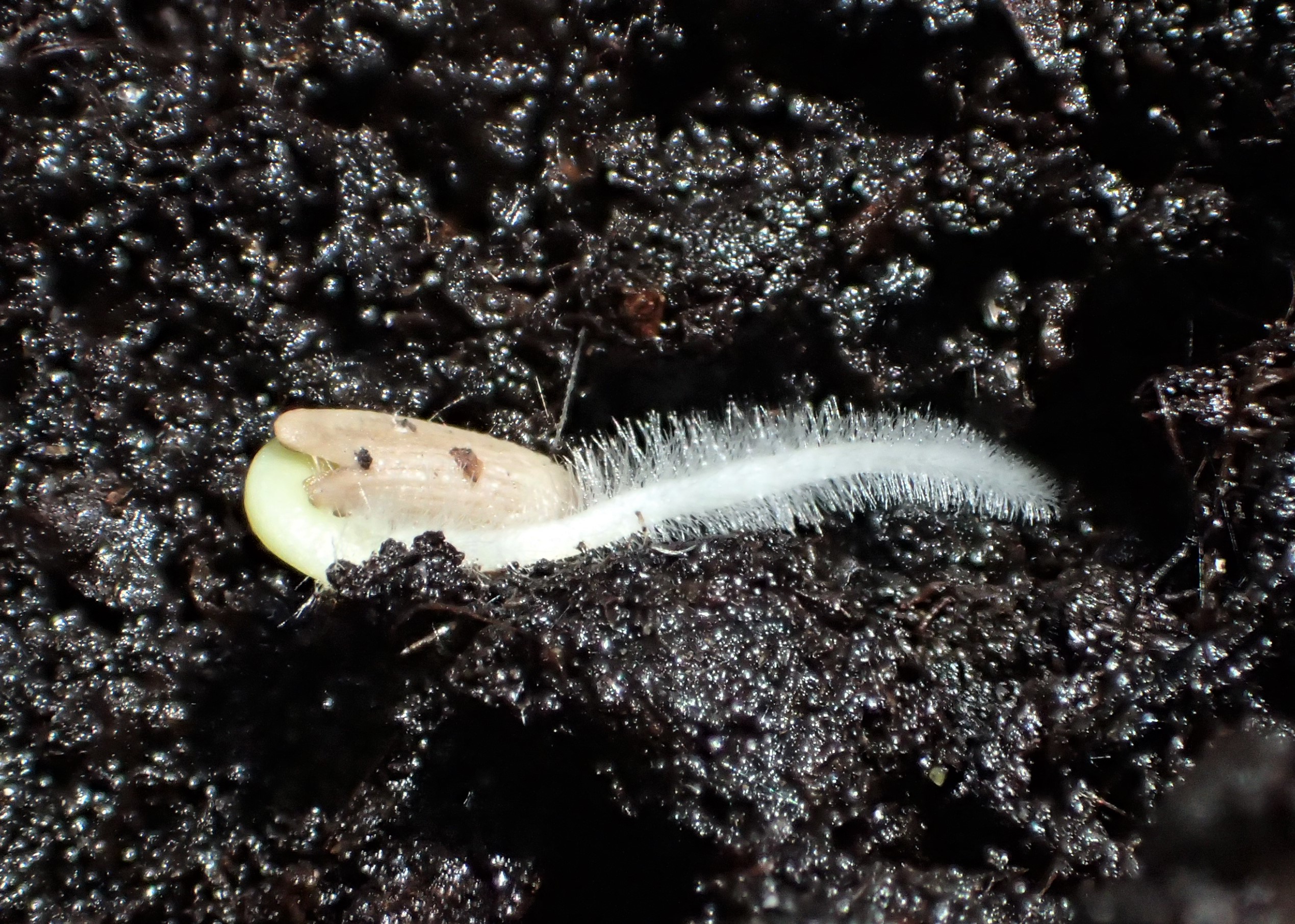 White colored root hairs in dark brown soil. 