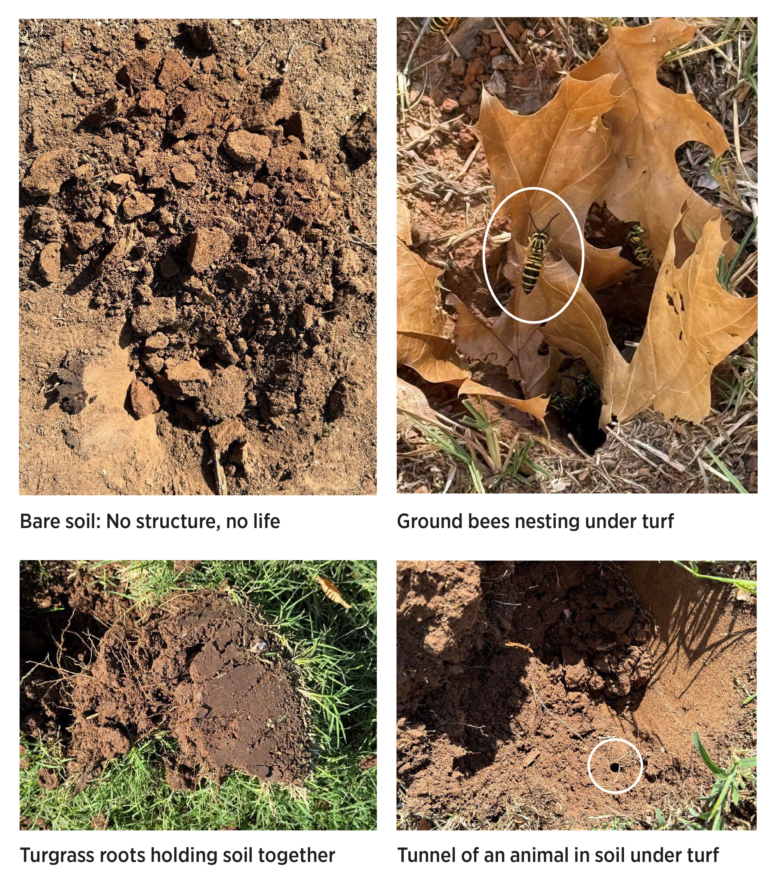 Four examples of different animals found in a lawn based on the type of soil. On the upper left quadrant the soil is bare with no structure and no life. On the lower left quadrant, there is turfgrass roots holding the soil together, on the upper right quadrant there is ground bees nesting under turf and on the lower right quadrant is a tunnel of an animal in soil underneath the turf.