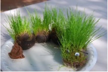 A white plate with soil and planted grass on top in the shape of a caterpillar with googly eyes.