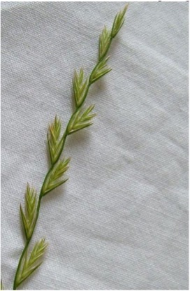 A single green stem of perennial ryegrass spike sitting on a white napkin.