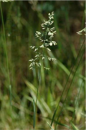Green Kentucky bluegrass panicle in the middle of a field of other plants.