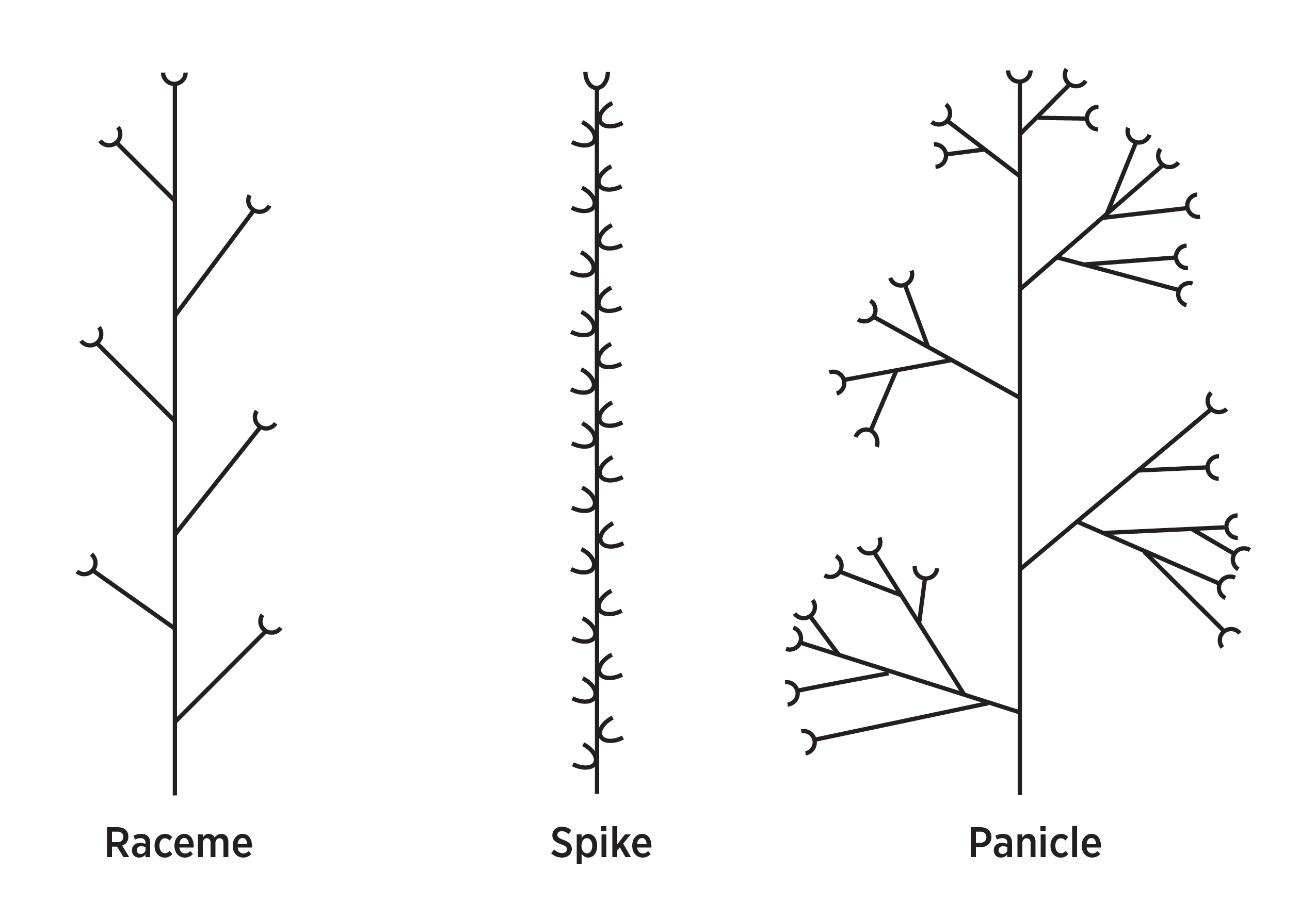 Three figures of grasses used for sod, demonstrating the difference between connecting to rhizomatous, bunch and stoloniferious.
