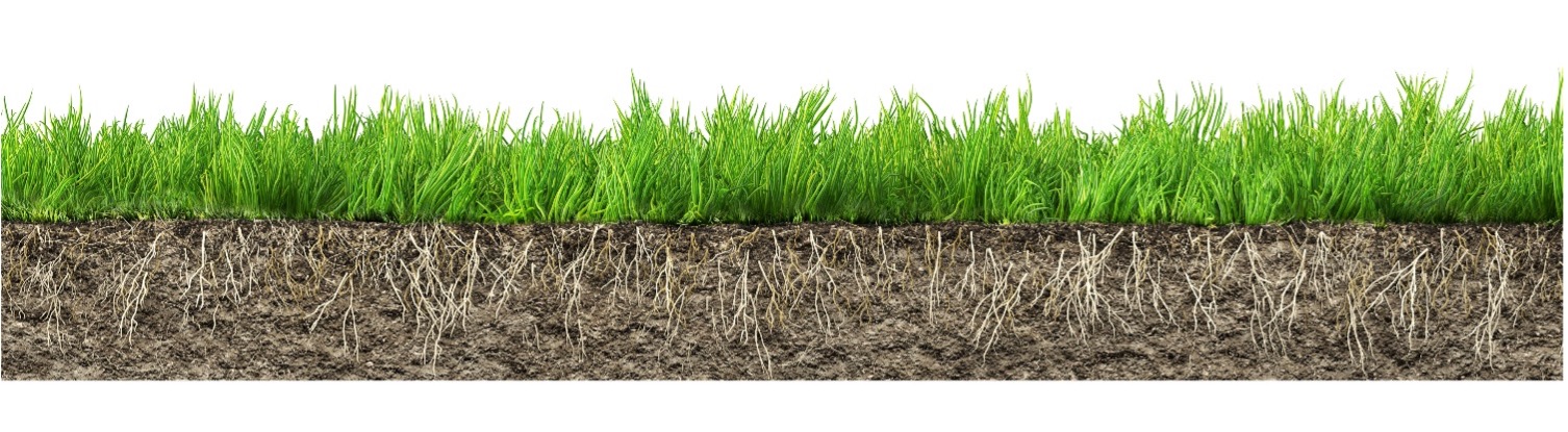 Green turfgrass roots sprouting from brown soil.