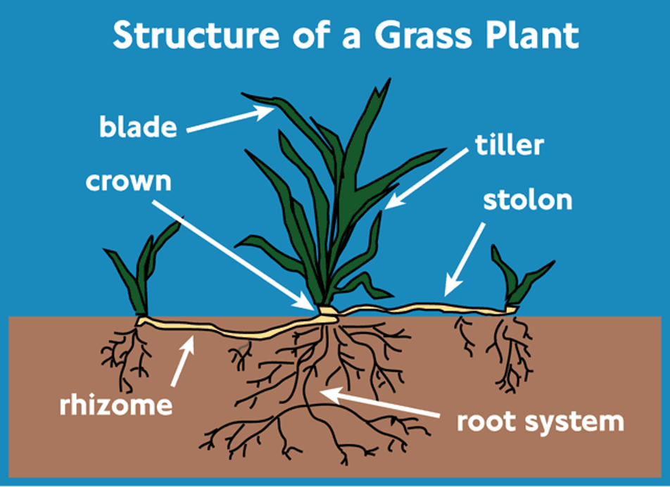 The structure of a Grass plant, showing the blade, crown, rhizome, root system, stolon and tiller.