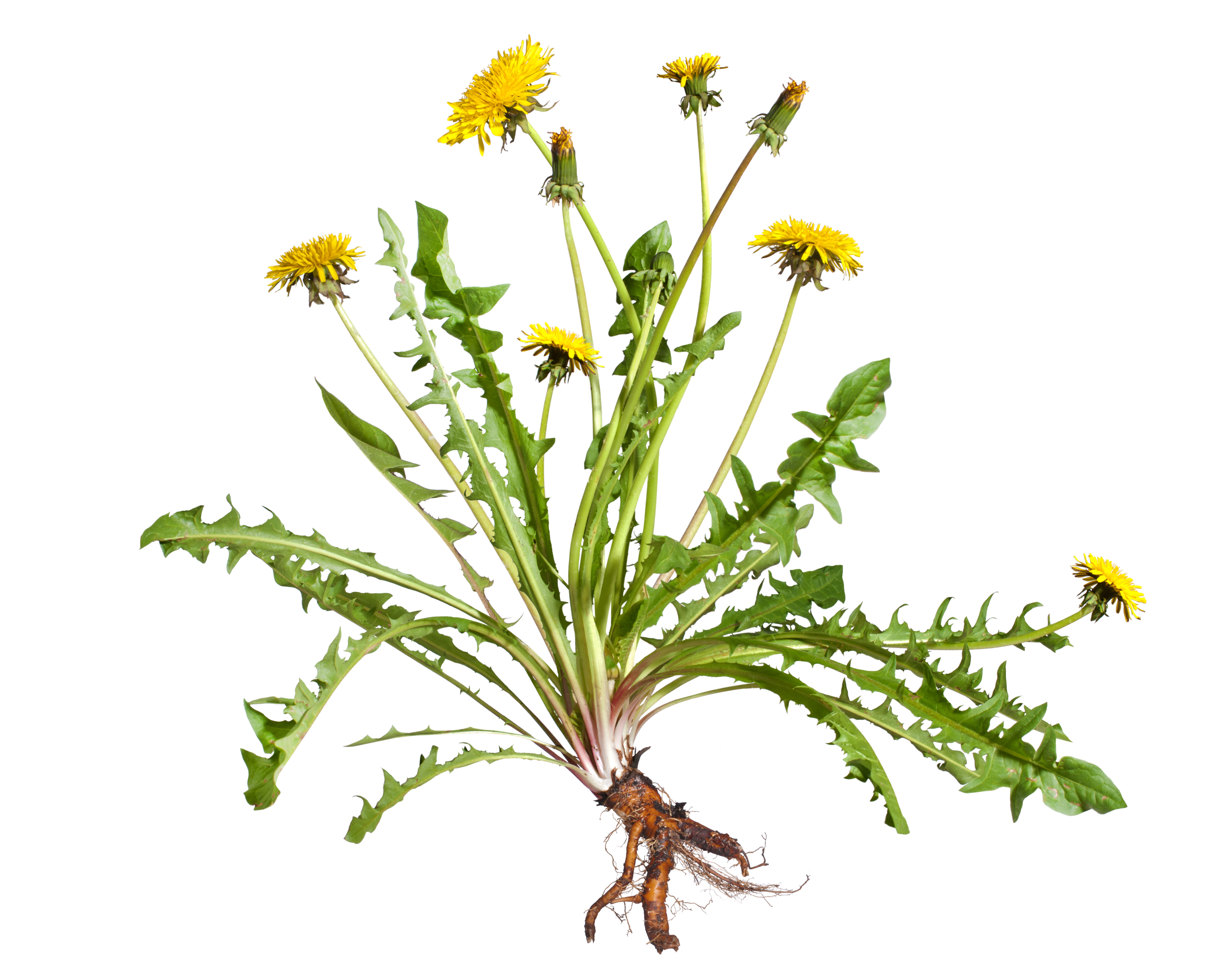 Yellow dandelions pulled from the roots.
