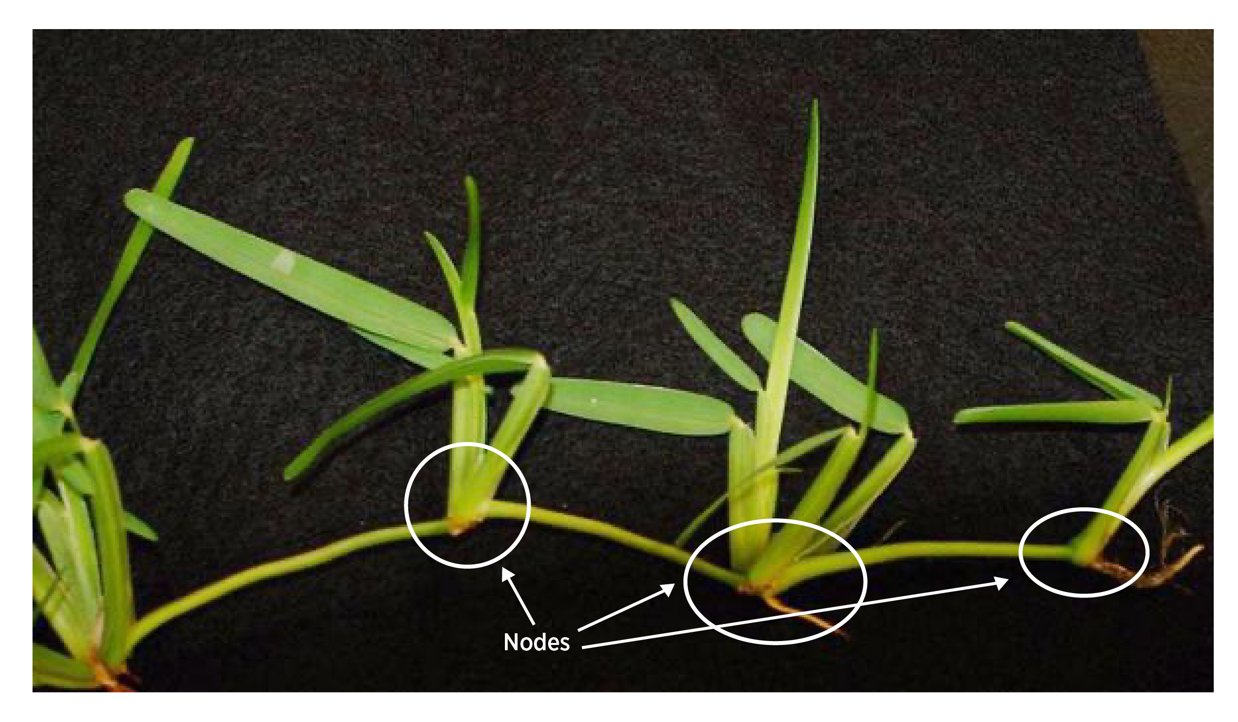 Three St. Augustine grass lined up next to each other, showing the nodes with white circles.