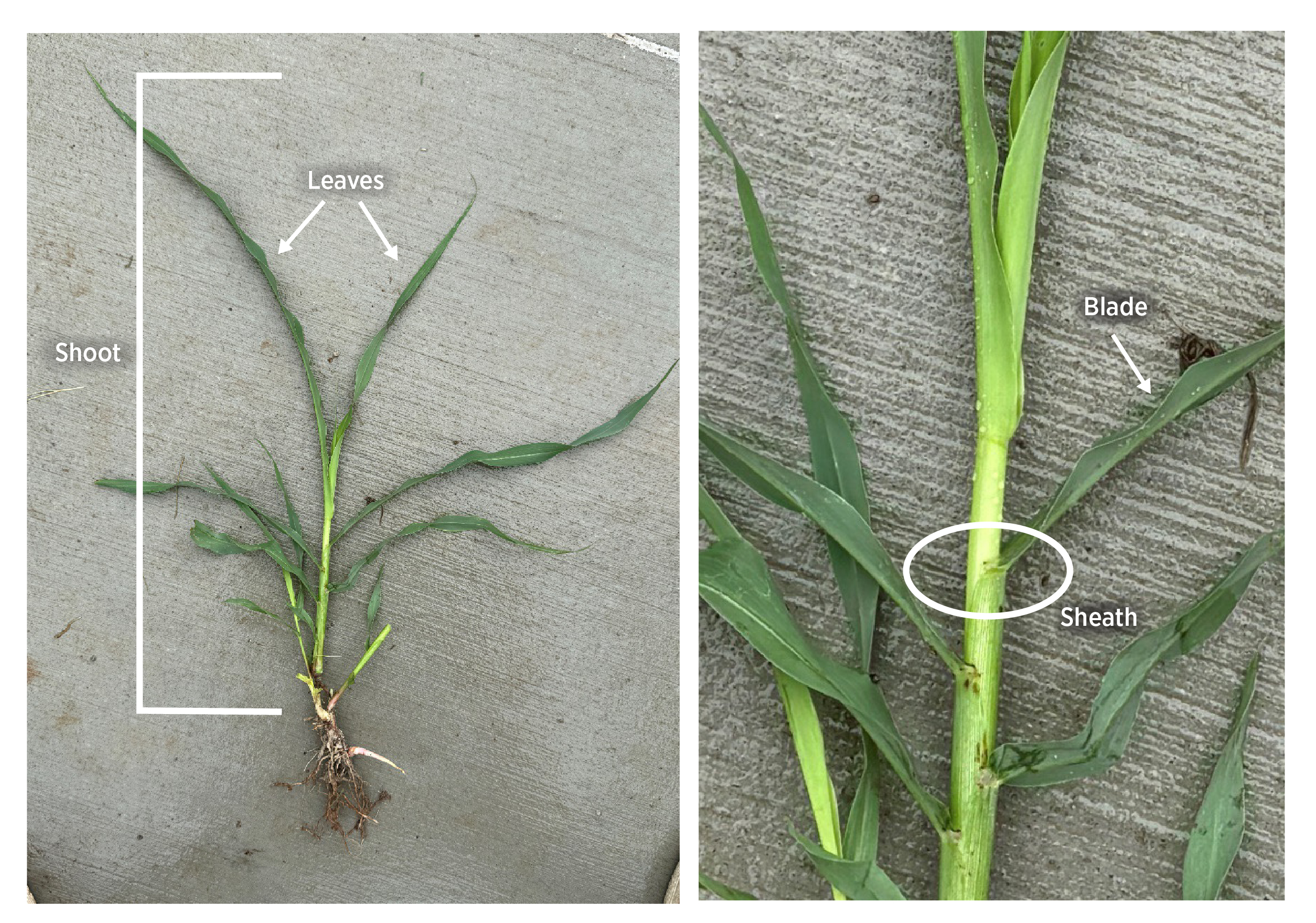 Two isolated grass plants, the one on the left is showing its roots at the bottom, the shoot and leaves at the top. The right grass plant shows the sheath and the blade.