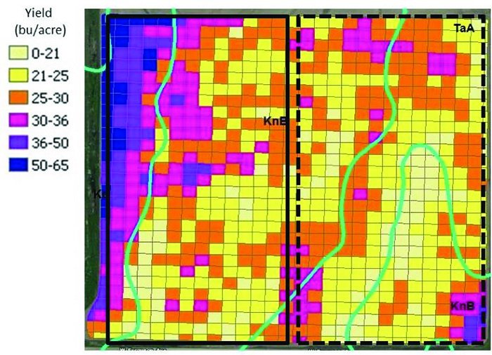 Soybean field from Noble County Soybean field from Noble County