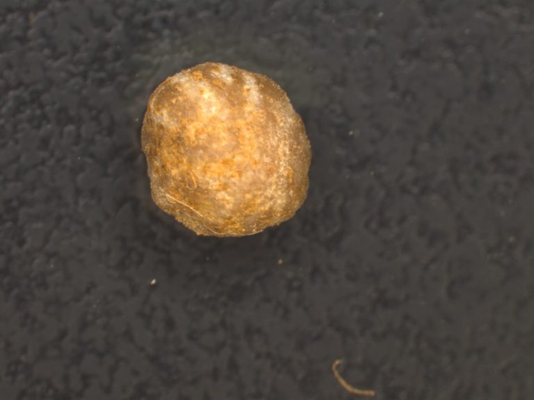 A standard nodule removed from the root of an actively growing soybean plant