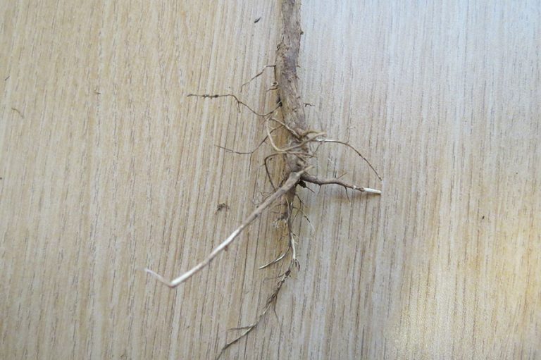 Soybean root that was pulled from the soil surface.